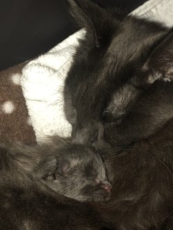 Greta (ex gata reproductora)