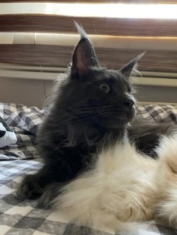 Greta (ex gata reproductora)