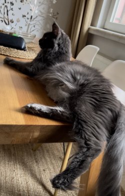 Greta (ex gata reproductora)