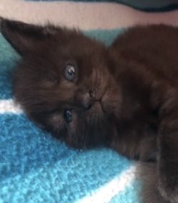 Grand Design Afrodit  (ex gata reproductora)