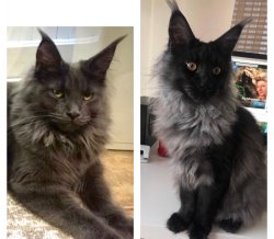 Grand Design Afrodit  (ex gata reproductora)