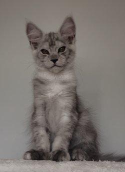 Grand Design I. Arya