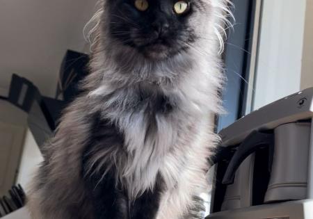 Maine Coon