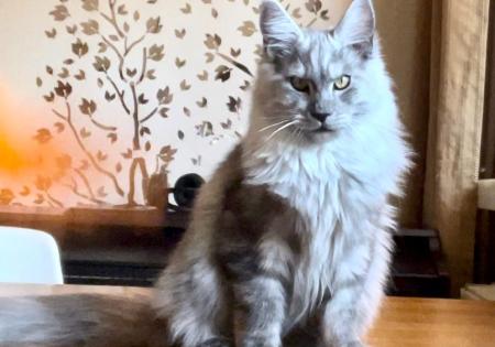 Maine Coon