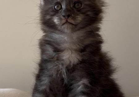 Maine Coon