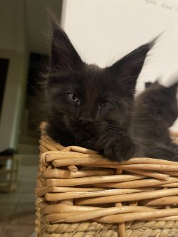 Grand Design Brooklyn