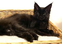 Grand Design Brooklyn