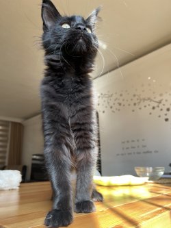 Grand Design Brooklyn