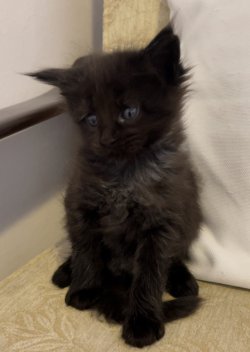 Grand Design Baileys(