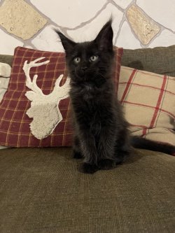 Grand Design Baileys(