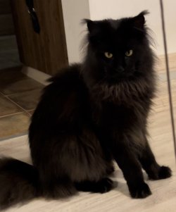 Grand Design Baileys(