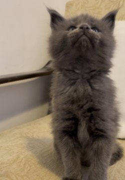 Grand Design Bomonti