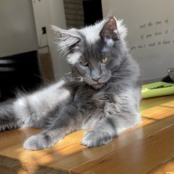 Grand Design Bomonti