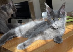 Grand Design Bomonti