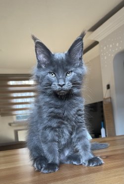 Grand Design Bourbon 