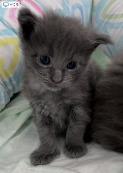 Grand Design C.Lionkali