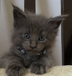 Grand Design C.Lionkali