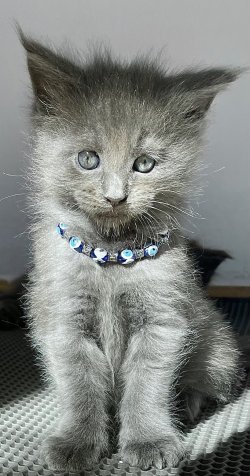 Grand Design C.Lionkali