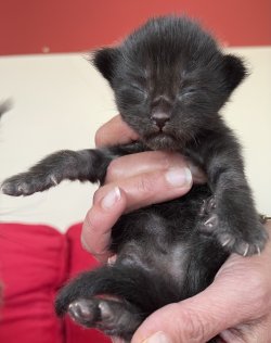 Grand Design Dolores