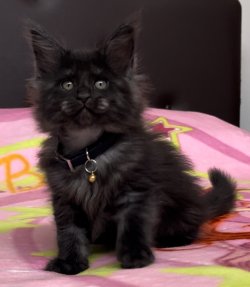 Grand Design Dolores