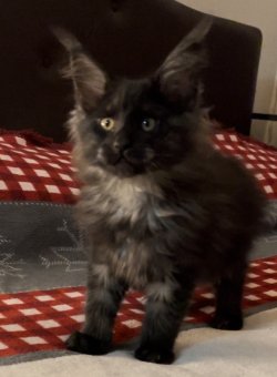 Grand Design Dolores