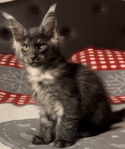 Grand Design Darwin Melkor