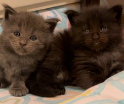 Grand Design Elizabeth Eva