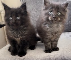 Grand Design Elizabeth Eva