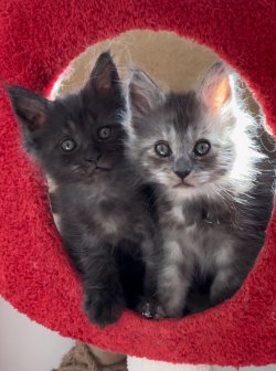 Grand Design Grand Yami