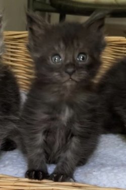 Grand Design Grand Yami