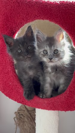 Grand Design Grand Yami