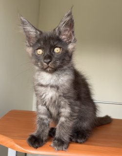 Grand Design Grand Yami