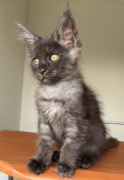 Grand Design Grand Yami