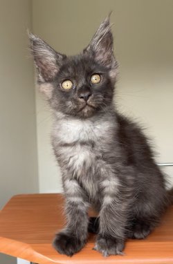 Grand Design Grand Yami