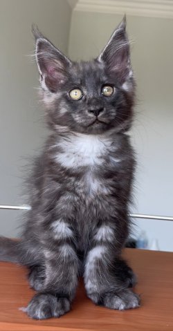 Grand Design Grand Atlas