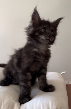 Grand Design Grand Atlas