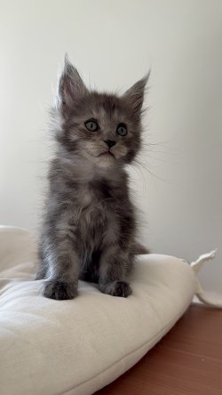 Grand Design Grand Aja Luna