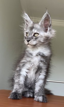 Grand Design Grand Aja Luna