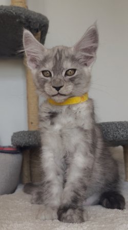 Grand Design I.Herkül