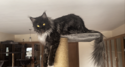 Grand Design Grand Yami