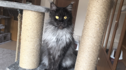 Grand Design Grand Yami