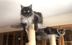 Grand Design Grand Yami