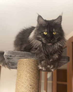 Grand design grand aja luna