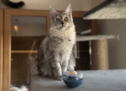 Grand Design I. Arya