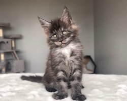 j litter (reserved)