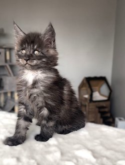 j litter (reserved)
