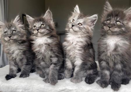 Maine Coon