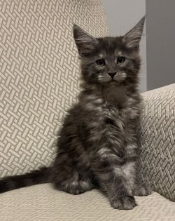 Juliet