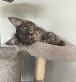 Juliet