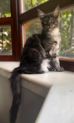 Juliet